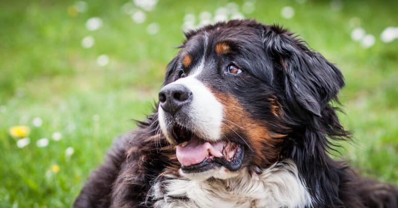 Top 25 most unhealthy dog breeds